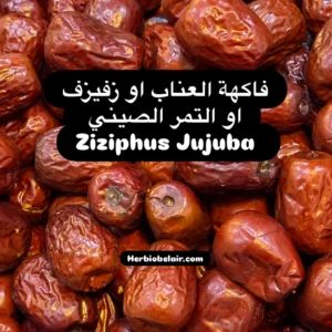 1779049336650 8bnznq8jn8d